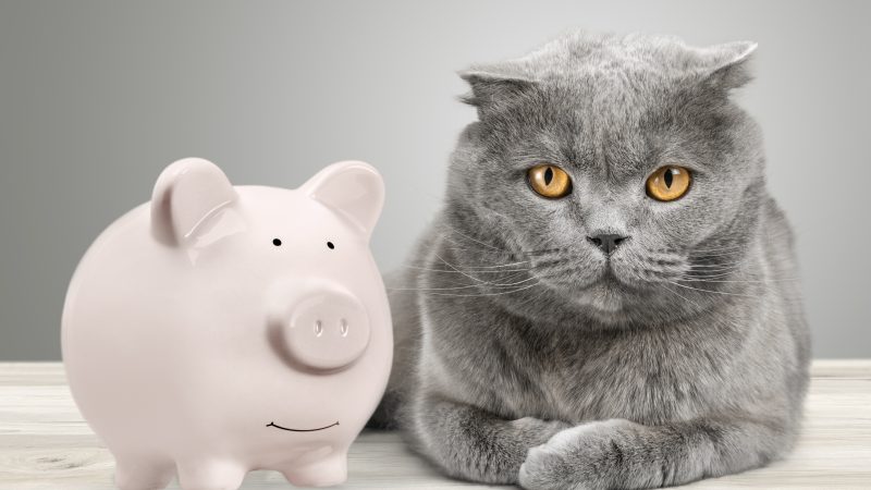 British Veterinary Union responds to BBC Radio 4 vet costs documentary