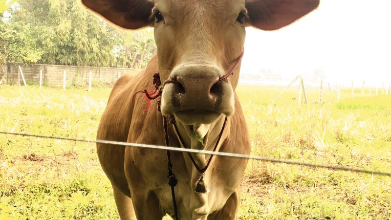 BVD ‘grace period’ reduced for positive or inconclusive animals