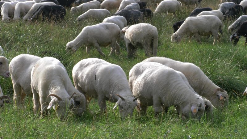 World Immunisation Week 24-30th April