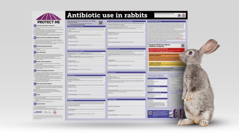 BSAVA releases new Guide to Antibiotic Use in Rabbits