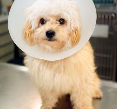 Laparoscopic ovariectomy results in fewer complications than open ovariohysterectomy in bitches, study finds