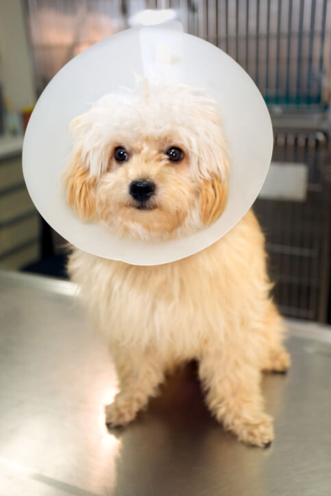 Laparoscopic ovariectomy results in fewer complications than open ovariohysterectomy in bitches, study finds