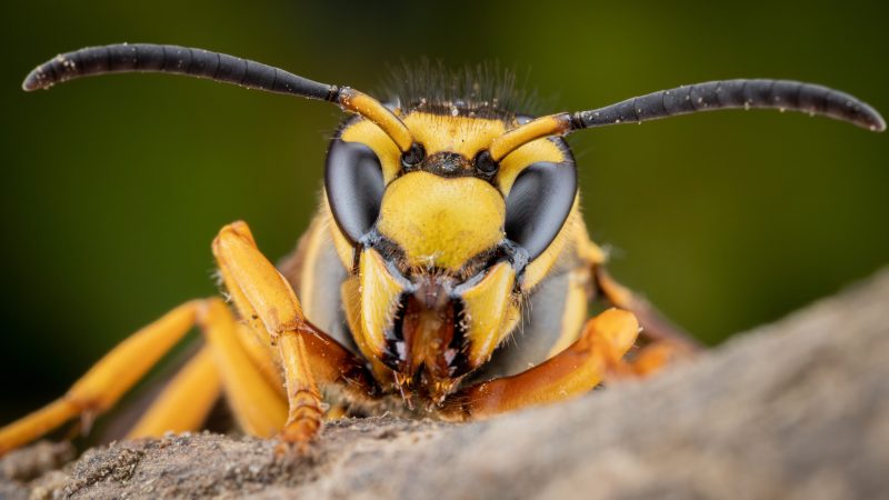 Vigilance urged following confirmed record of Asian hornet in Belfast