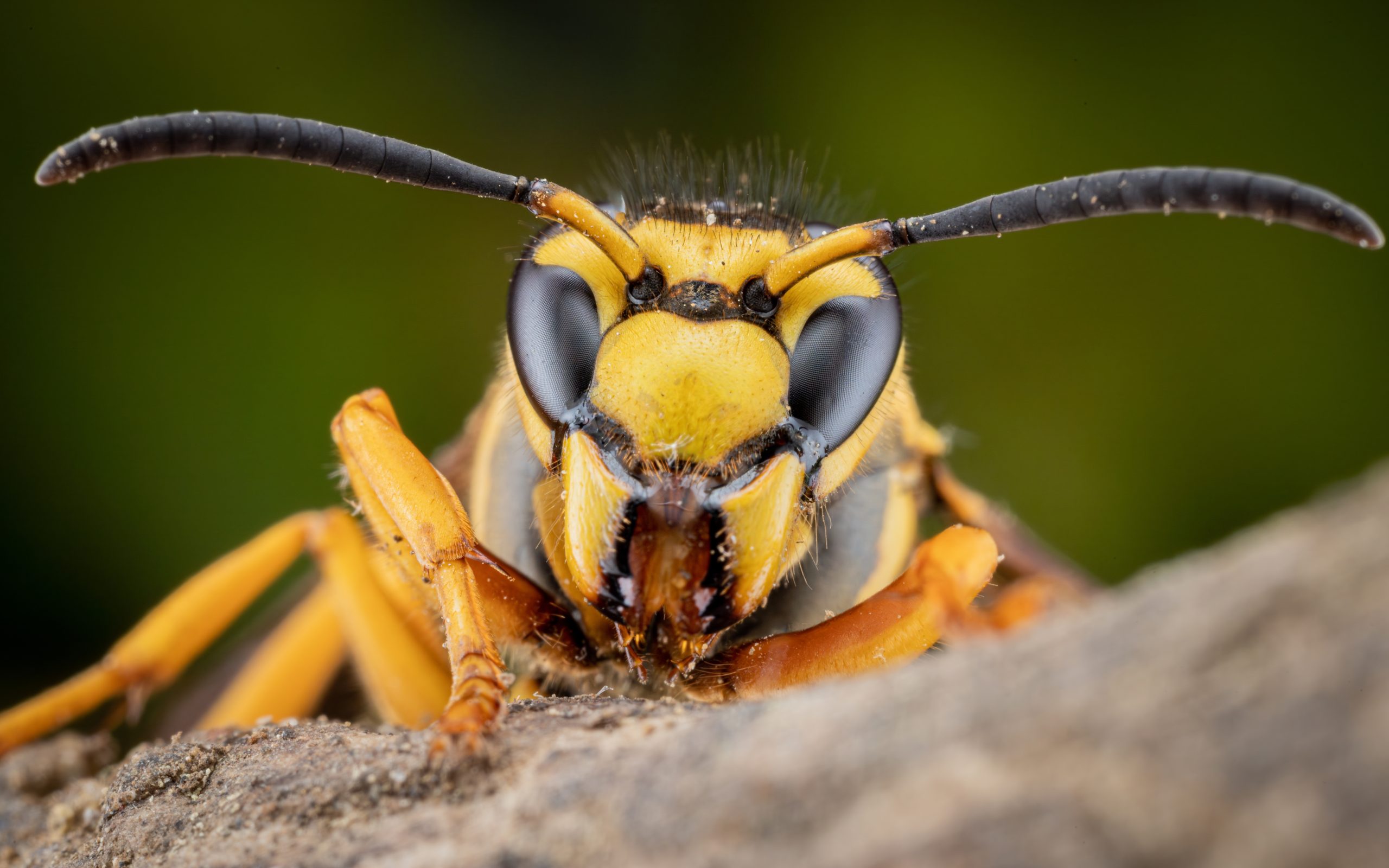 Vigilance urged following confirmed record of Asian hornet in Belfast