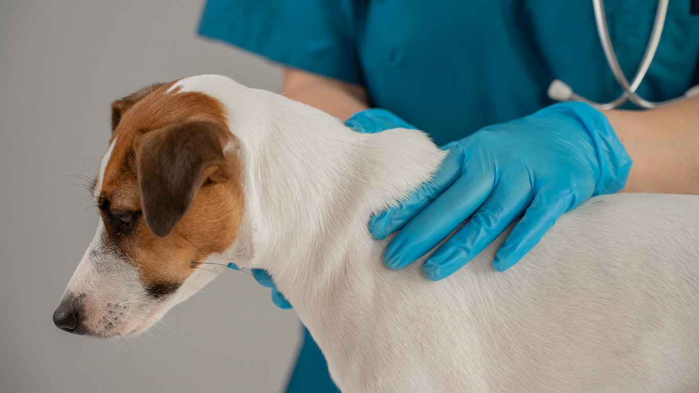Survey reveals 62% of canine lumps go undiagnosed in veterinary practices