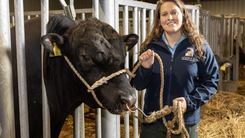 New Veterinary Leadership to Advance Artificial Insemination and Bull Genetics