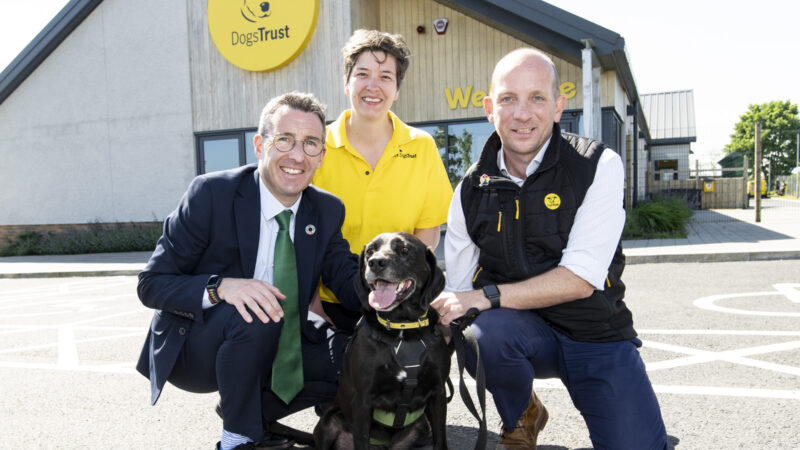 Muir announces next steps towards introducing new rules on selling and supplying puppies and kittens in Northern Ireland