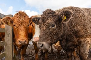Stricter BVD measures applied from 1 February