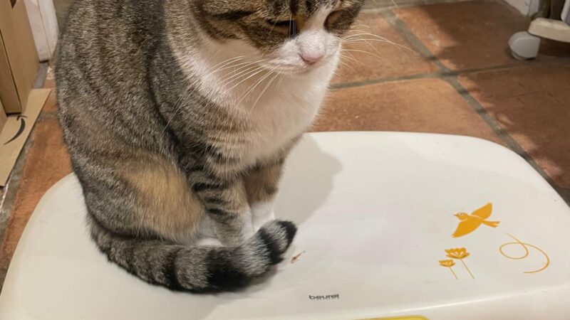 New case report highlights potential ‘gum–gut axis’ in cats: