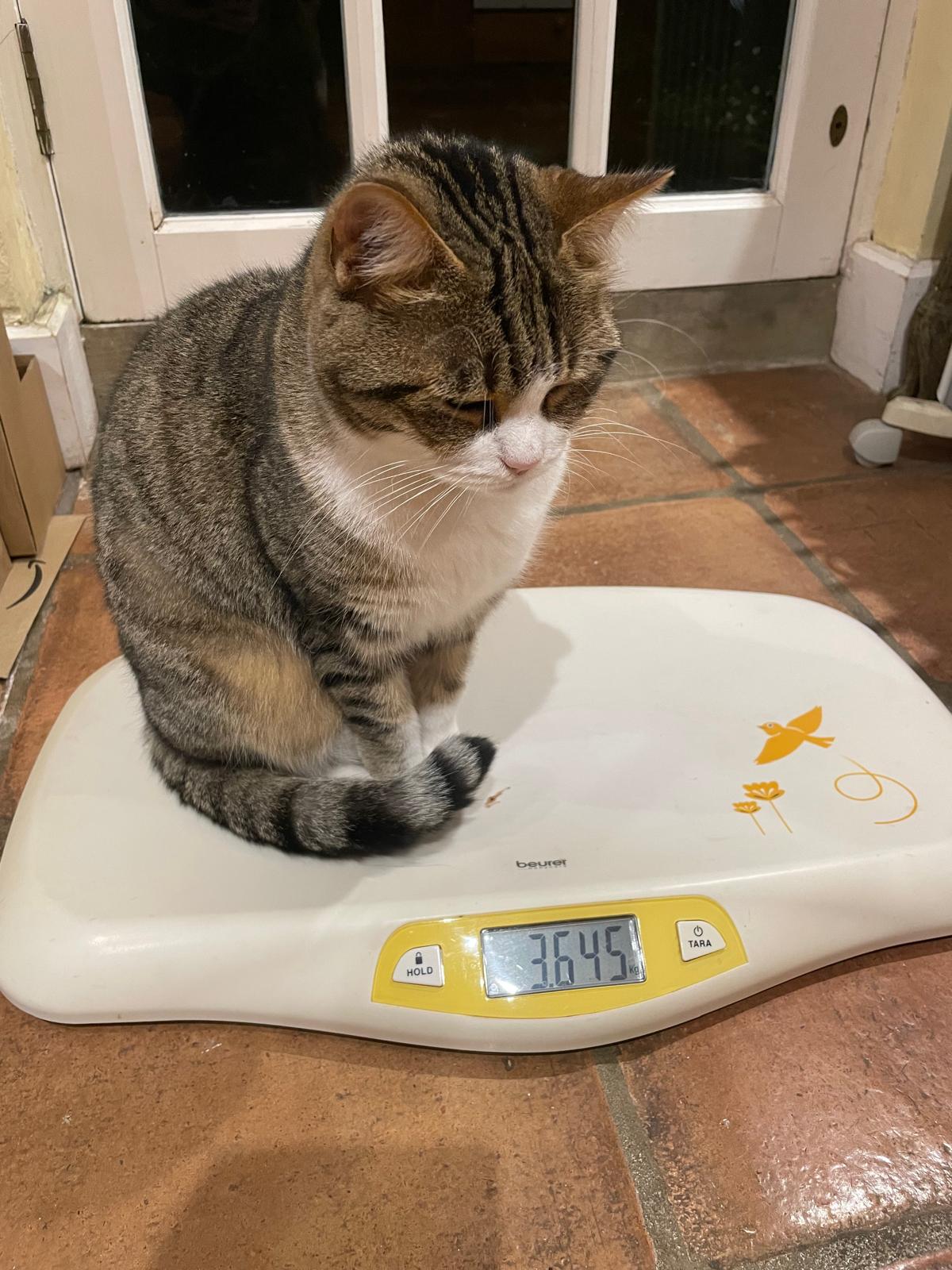 New case report highlights potential ‘gum–gut axis’ in cats: