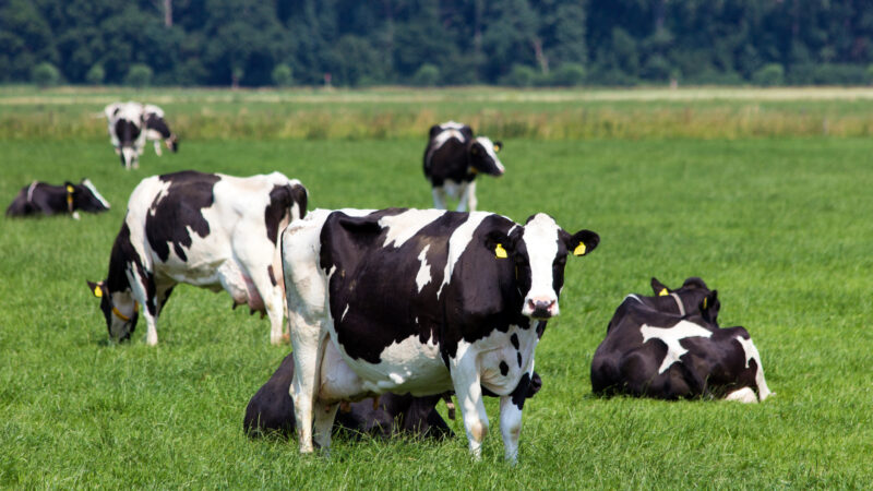 CVS Farm Vets reports major progress in cow mastitis quality improvement project