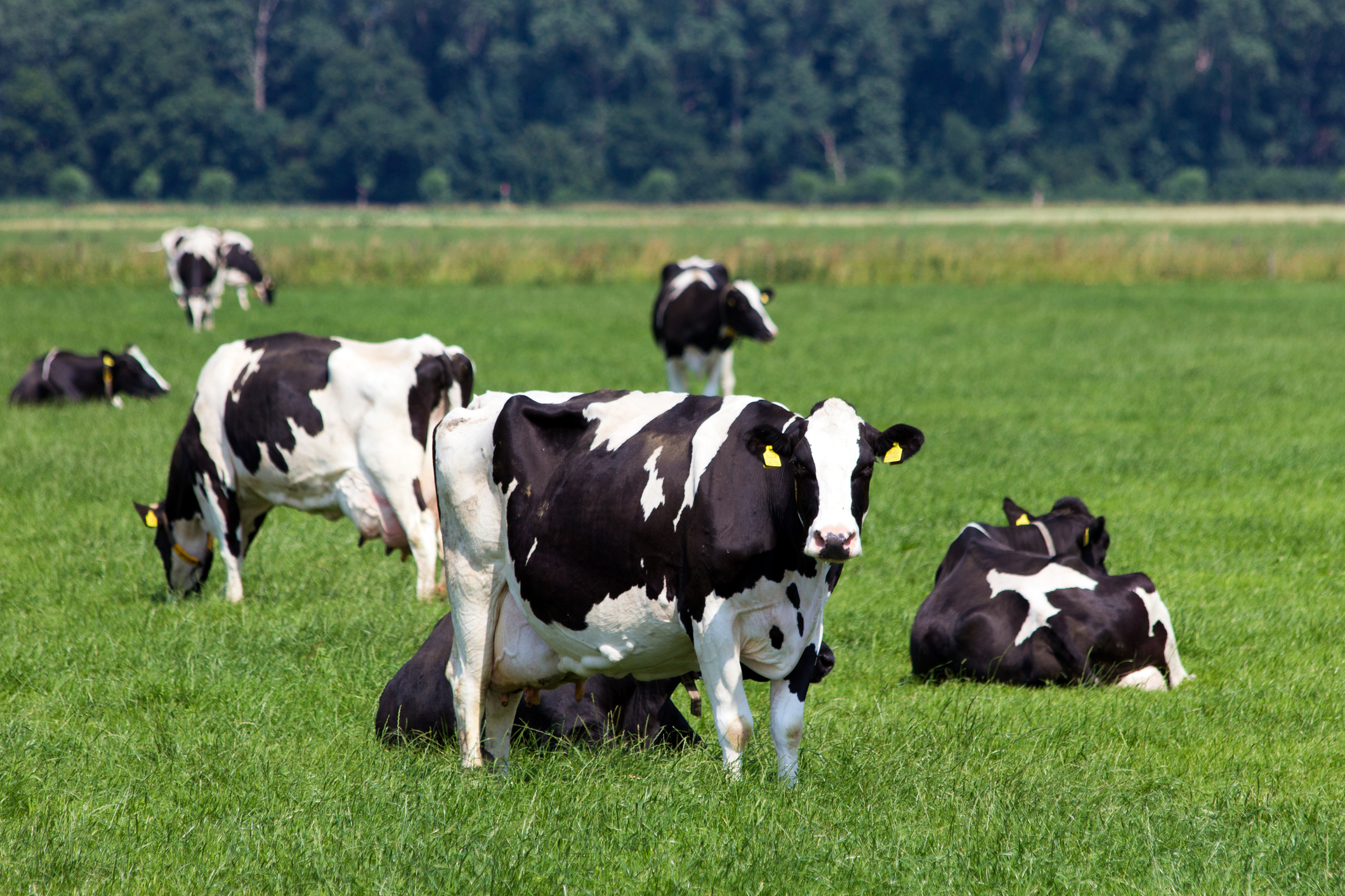 CVS Farm Vets reports major progress in cow mastitis quality improvement project