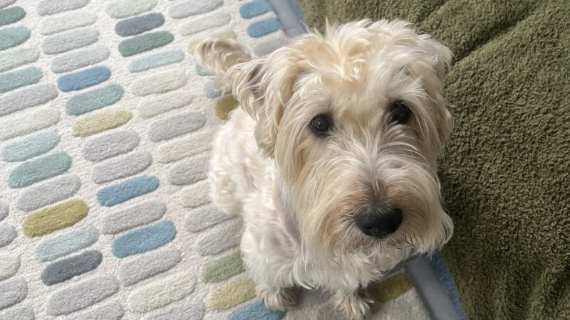 Successful trans-atrial stent procedure for dog with heart tumour at Northern Ireland Veterinary Specialists