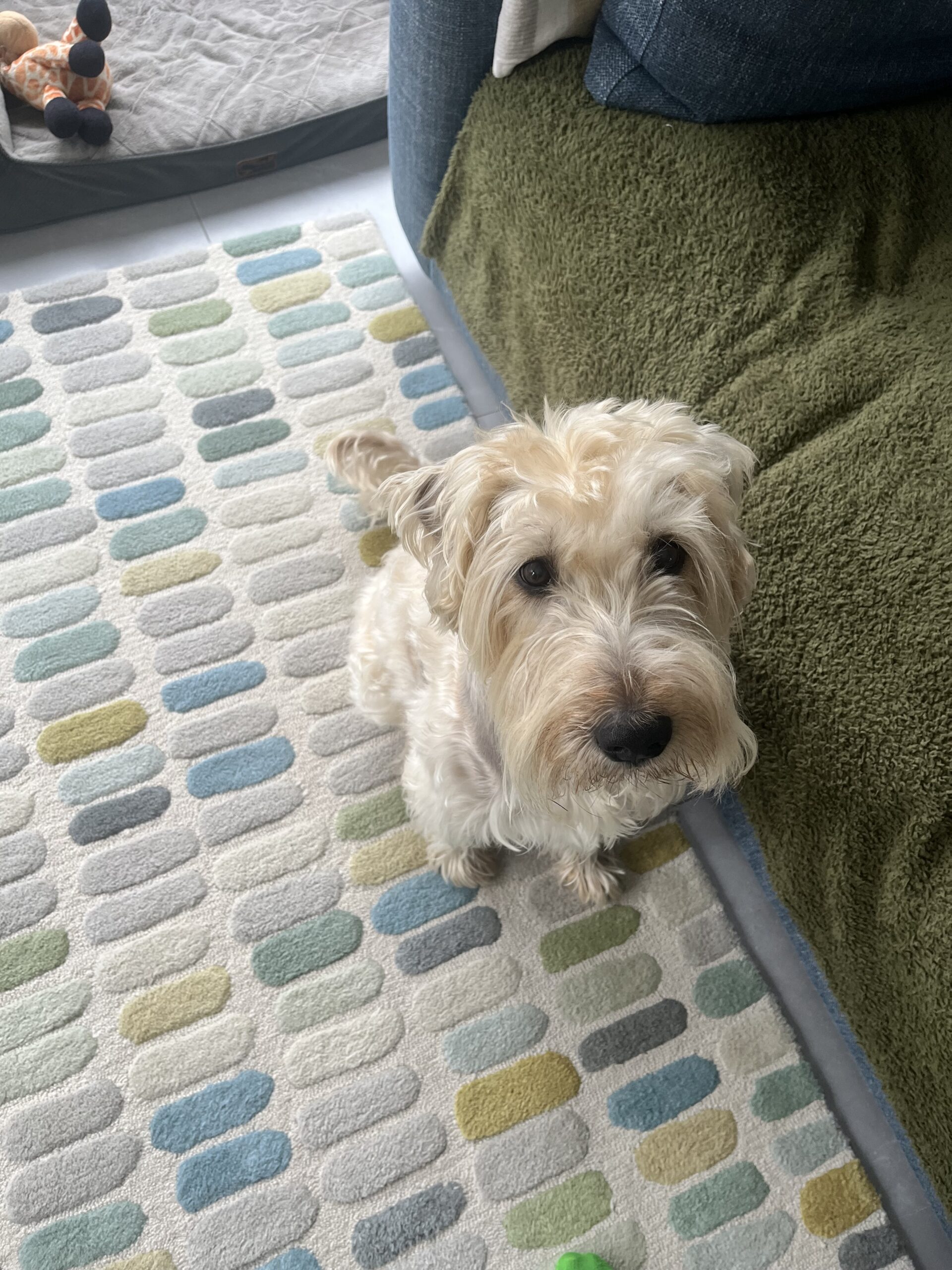 Successful trans-atrial stent procedure for dog with heart tumour at Northern Ireland Veterinary Specialists