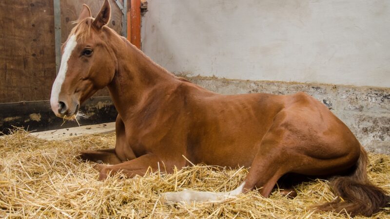 Major new research study into treatment outcomes for equine glandular gastric disease