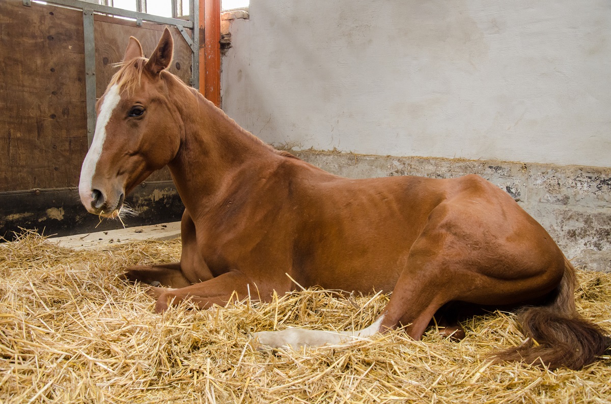 Major new research study into treatment outcomes for equine glandular gastric disease