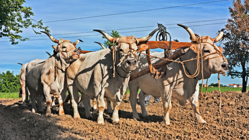 Tenth International Working Animal Day