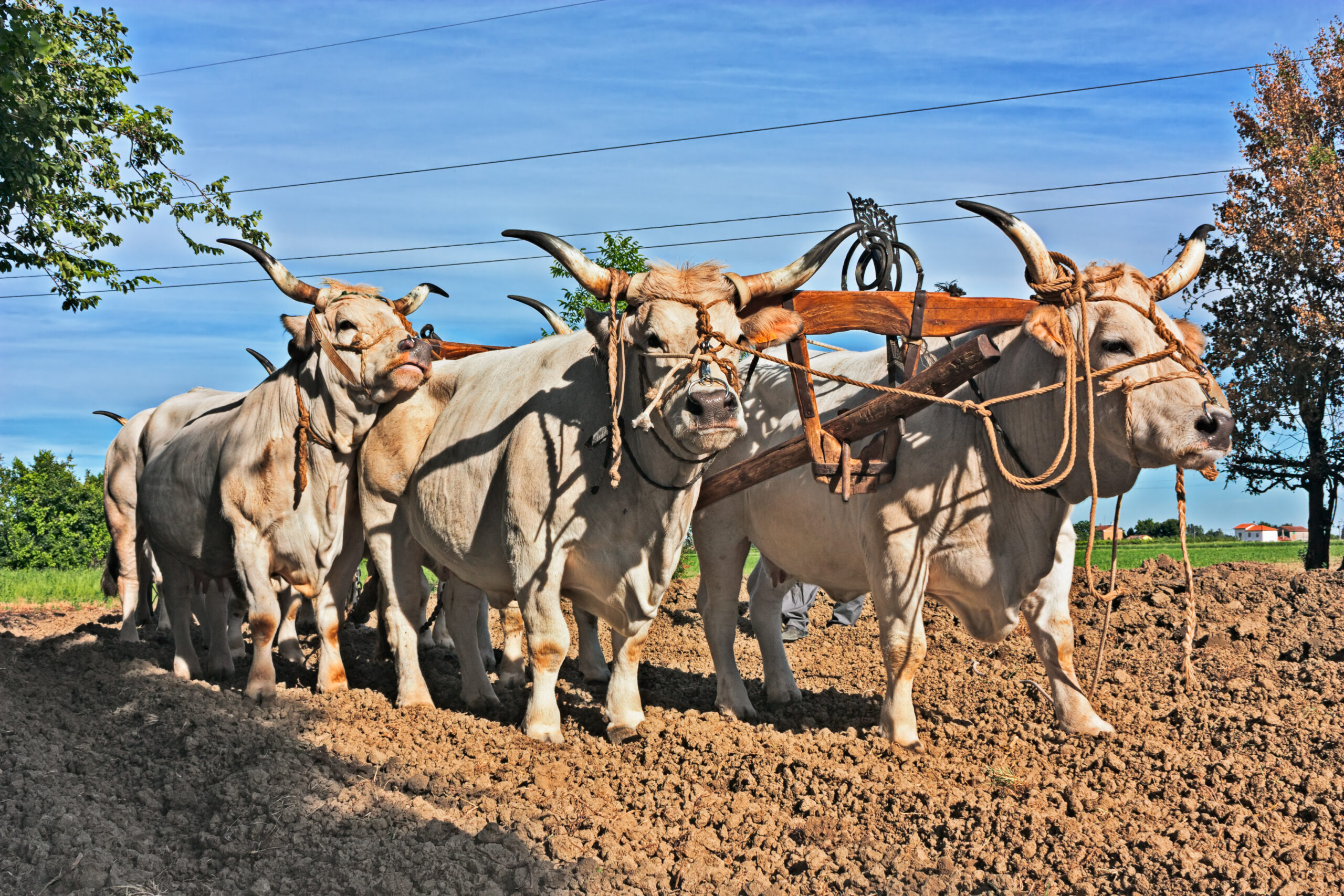 Tenth International Working Animal Day