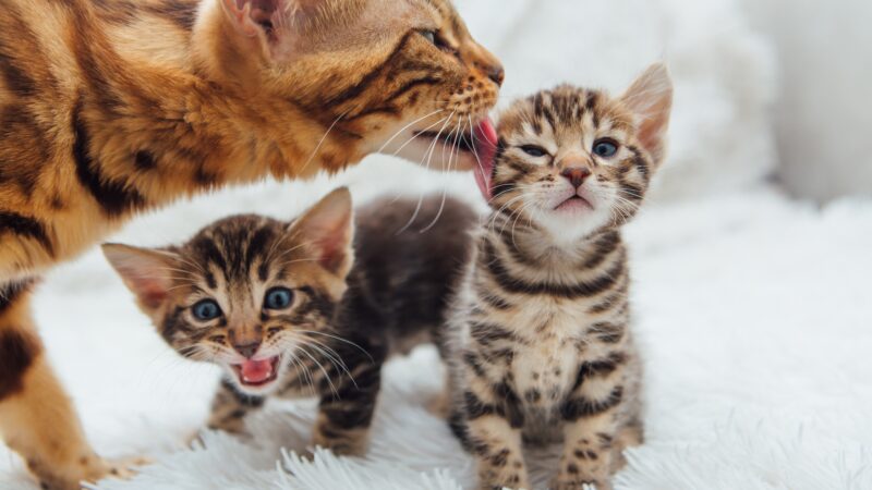 Significant welfare impacts of feline dystocia in emergency practice highlighted in new study