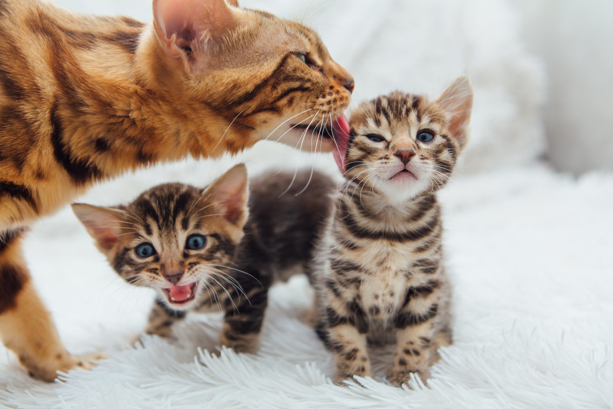 Significant welfare impacts of feline dystocia in emergency practice highlighted in new study
