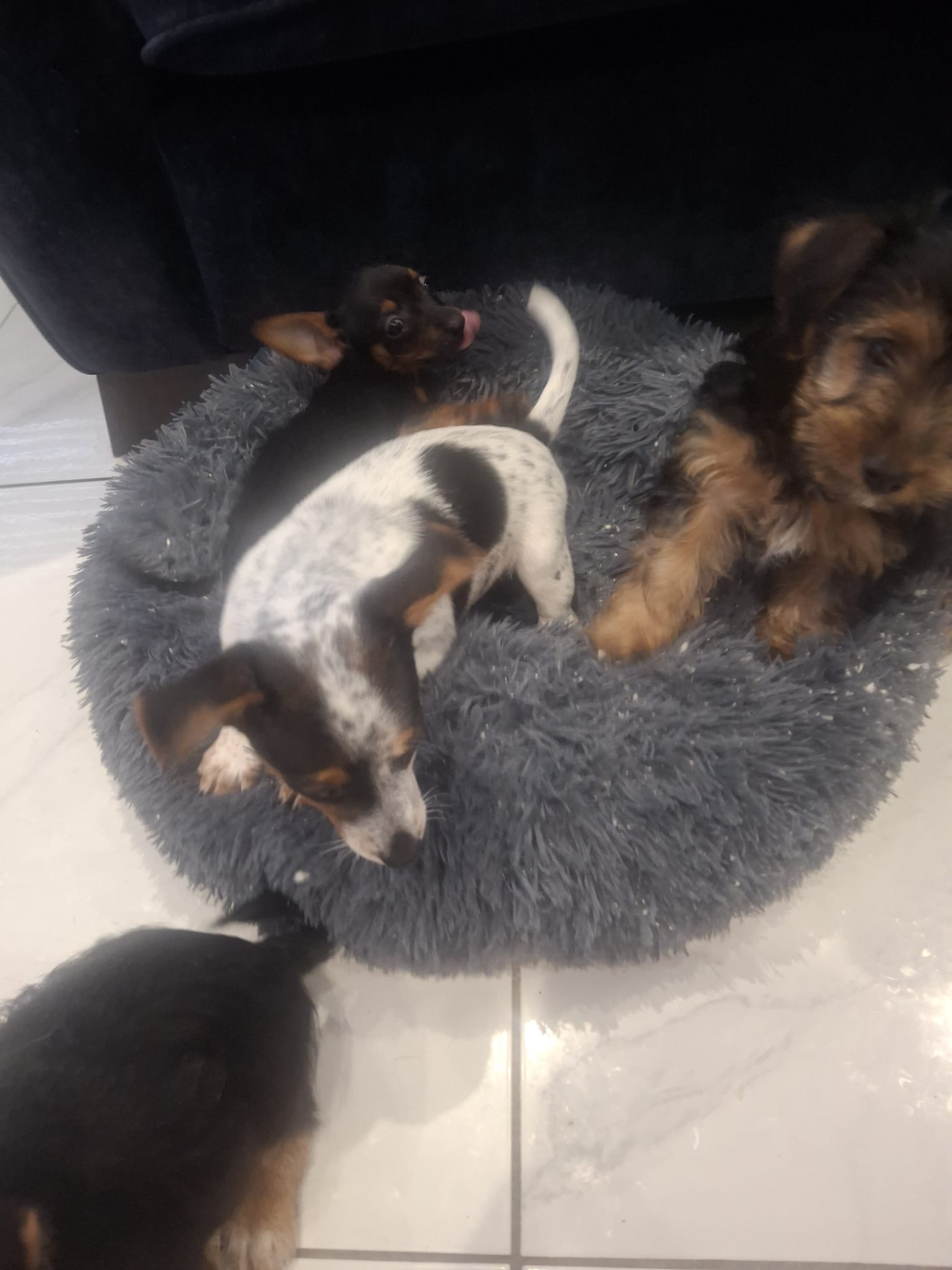 Northern Ireland Animal Charities Warn Rescue System is Reaching Breaking Point