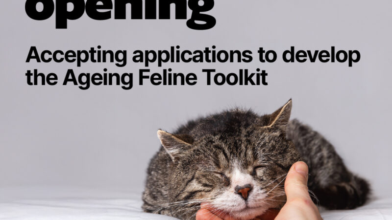 Applications for PhD open to develop Ageing Feline Toolkit