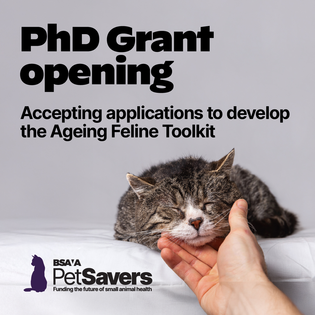 Applications for PhD open to develop Ageing Feline Toolkit