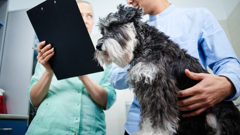 Even small changes in limb position can affect blood pressure readings in anaesthetised dogs, study shows