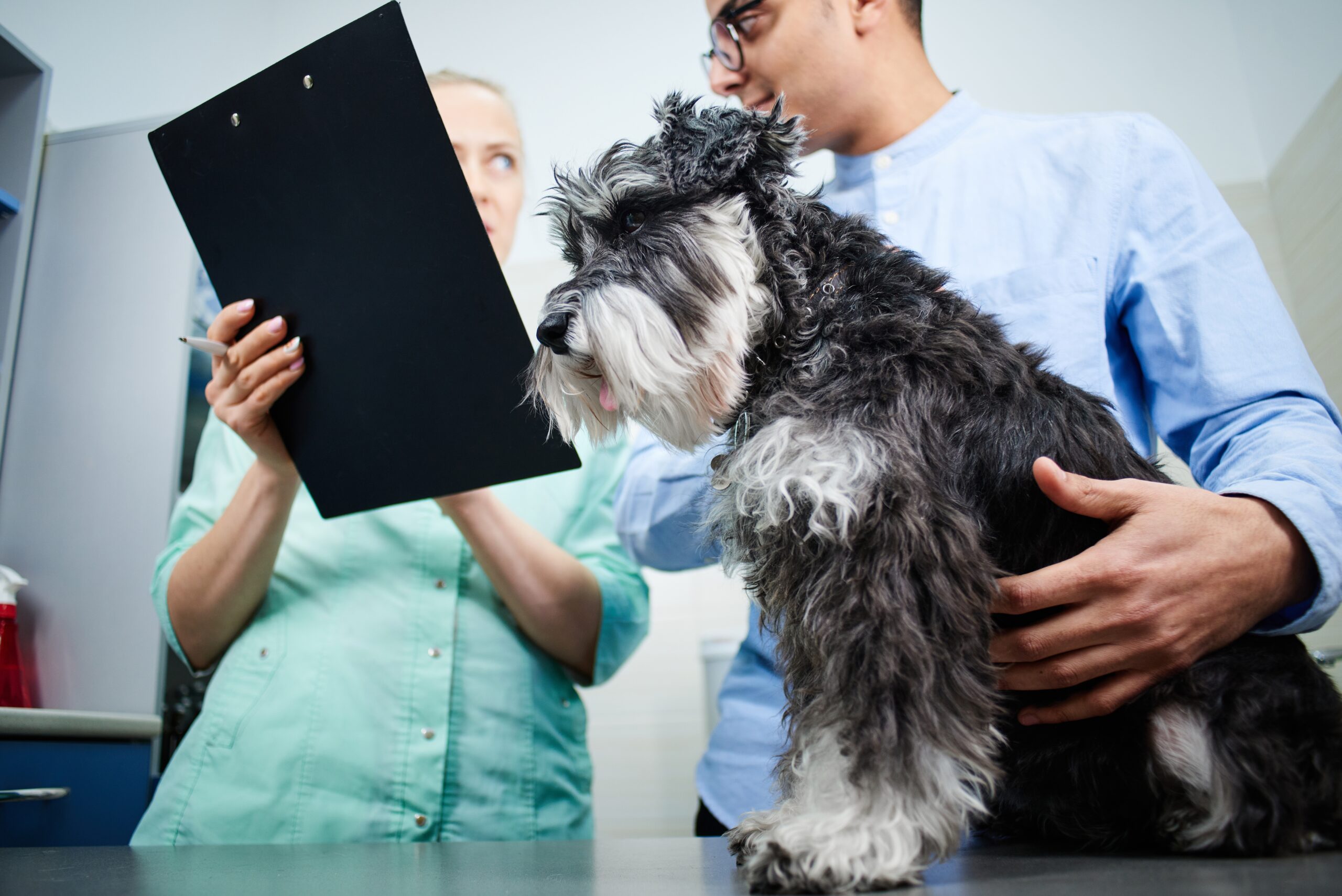 Even small changes in limb position can affect blood pressure readings in anaesthetised dogs, study shows